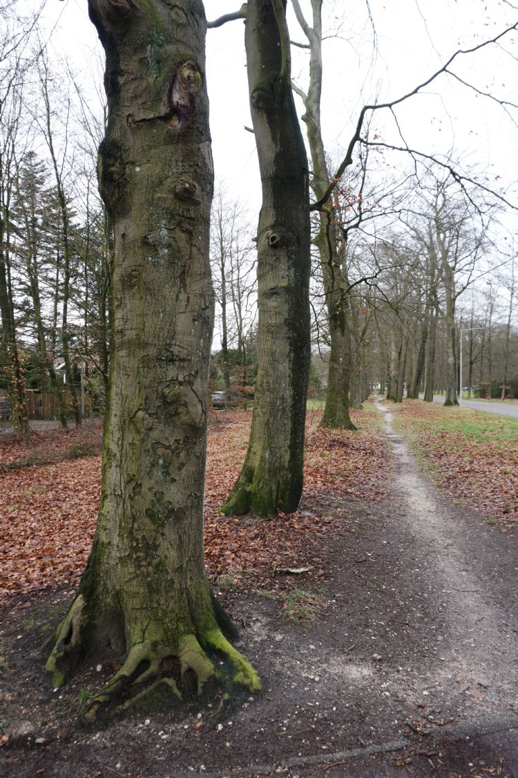 De historische beukenlaan aan de Waterbergseweg in Arnhem De historische beukenlaan aan de Waterbergseweg in Arnhem
