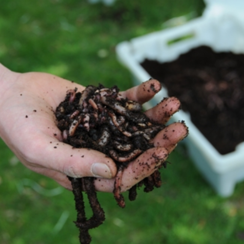 Regenwormen uitzetten Regenwormen uitzetten