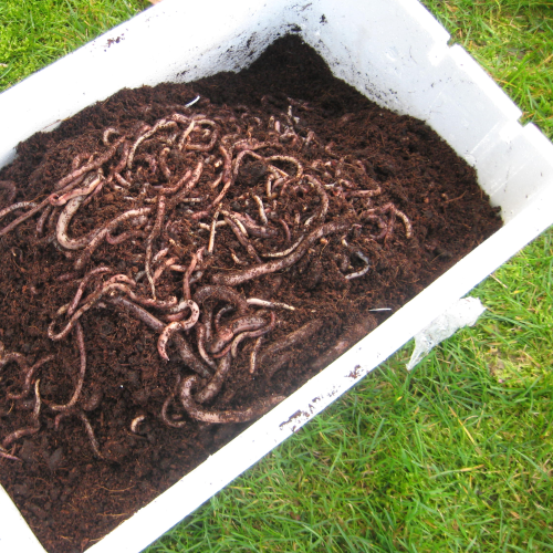 Regenwormenpakket Regenwormenpakket