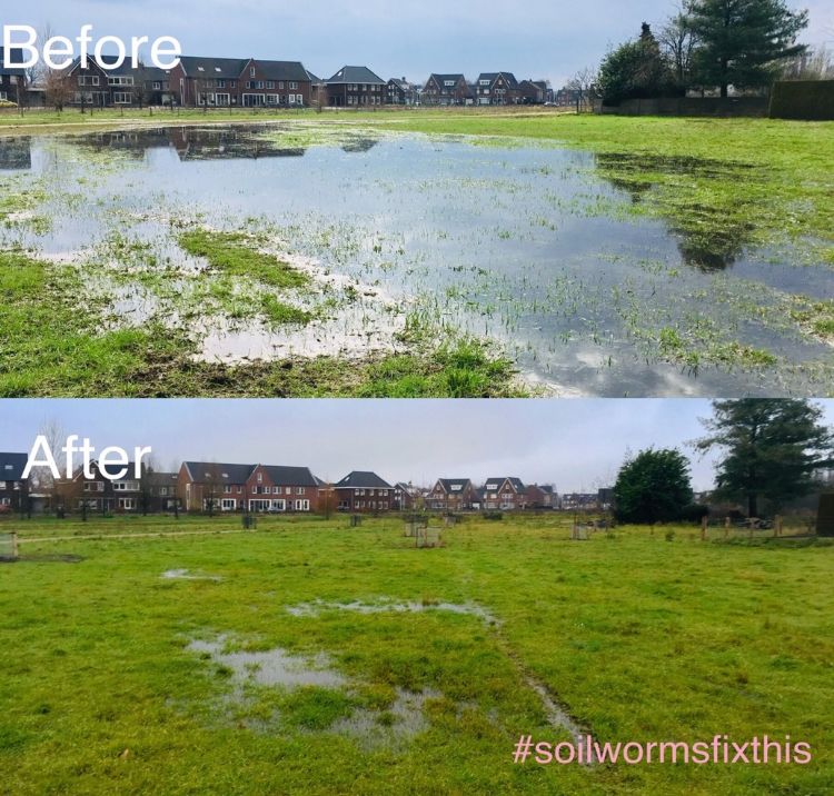 Een veld vóór behandeling met regenwormen en hetzelfde veld na afloop Een veld vóór behandeling met regenwormen en hetzelfde veld na afloop