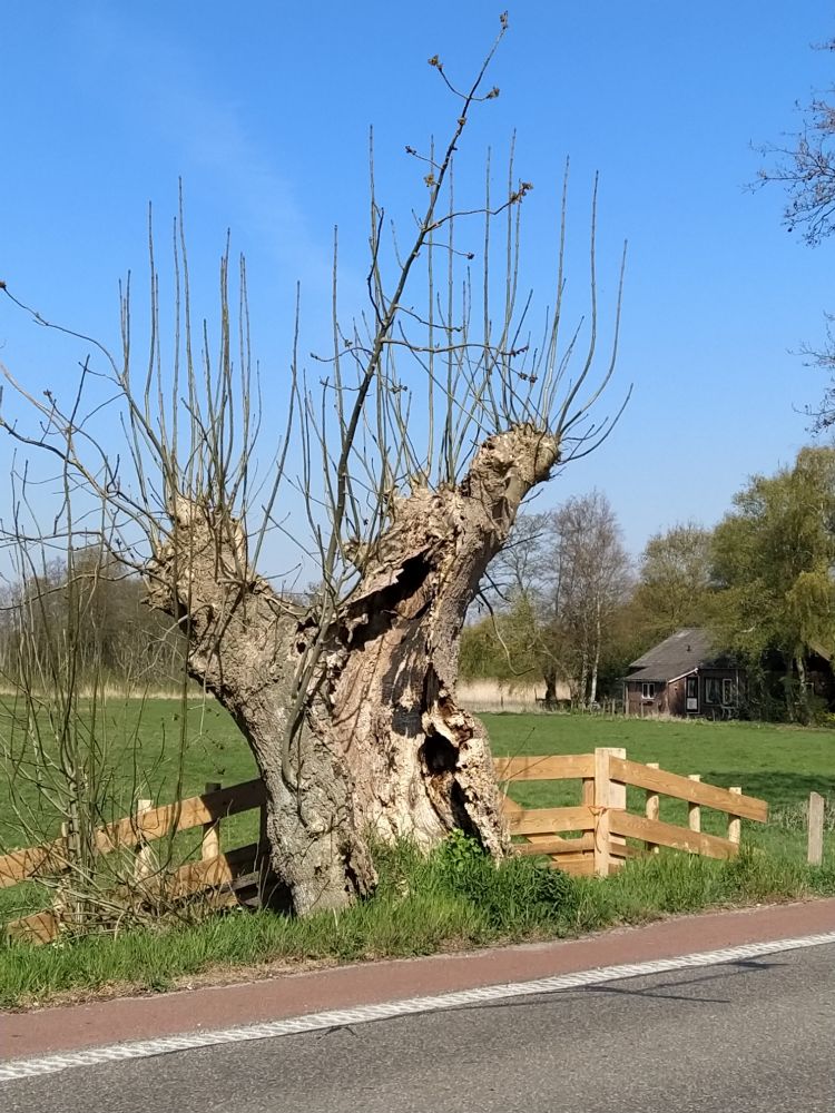 'Deze knot-es is een van de twee oudste bomen van Loosdrecht; ze zijn allebei tussen de 200 en 250 jaar oud.'