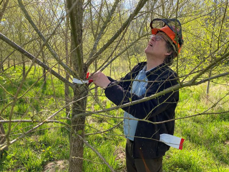 Lodewijk van Kemenade Lodewijk van Kemenade