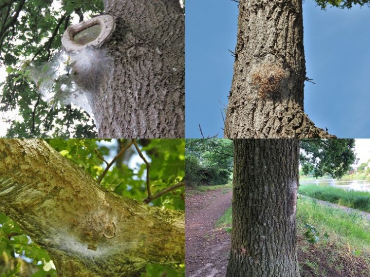 Voorbeelden van tennisbalformaat (bron: Silvia Hellingman, Arnold van Vliet) Voorbeelden van tennisbalformaat (bron: Silvia Hellingman, Arnold van Vliet)
