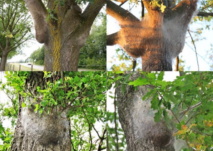 Voorbeelden van voetbalformaat (bron: Henry Kuppen) Voorbeelden van voetbalformaat (bron: Henry Kuppen)