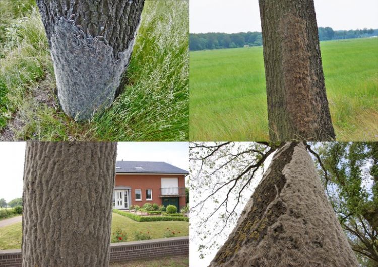 Voorbeelden van dekenformaat (bron: Sylvia Hellingman, Henry Kuppen) Voorbeelden van dekenformaat (bron: Sylvia Hellingman, Henry Kuppen)