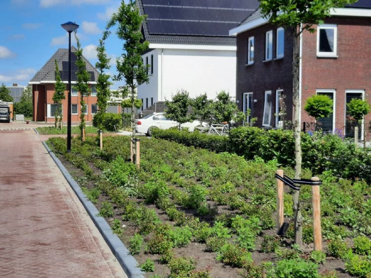 De nieuw aangeplante bomen met BioBoomStrap De nieuw aangeplante bomen met BioBoomStrap