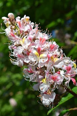 Bloesem van Chinese paardenkastanje Bloesem van Chinese paardenkastanje