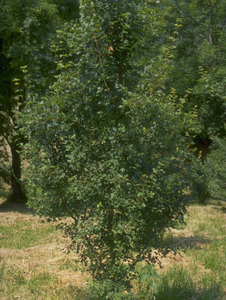 <i>Acer monspessulanum</i> (montpellier-esdoorn) <i>Acer monspessulanum</i> (montpellier-esdoorn)