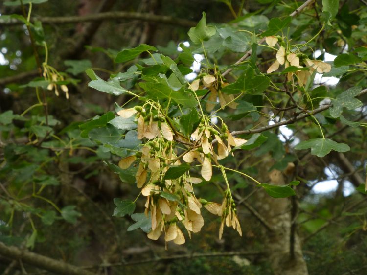 Het drielobbige blad van de montpellier-esdoorn Het drielobbige blad van de montpellier-esdoorn
