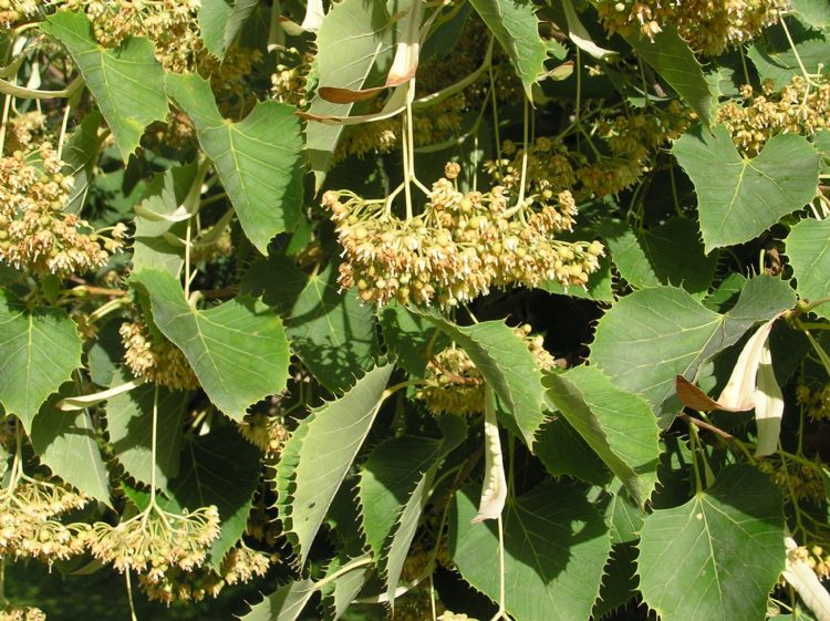 De gewimperde linde dankt zijn naam aan de vorm van het blad De gewimperde linde dankt zijn naam aan de vorm van het blad