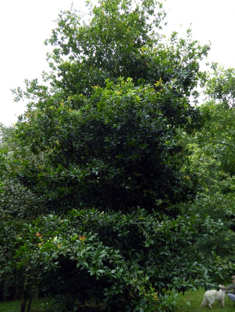 <i>Quercus rysophylla</i> is een goede straatboom <i>Quercus rysophylla</i> is een goede straatboom