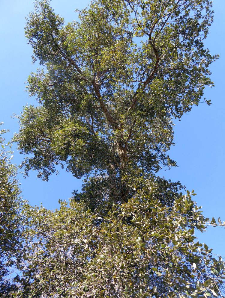 <i>Quercus suber</i> <i>Quercus suber</i>
