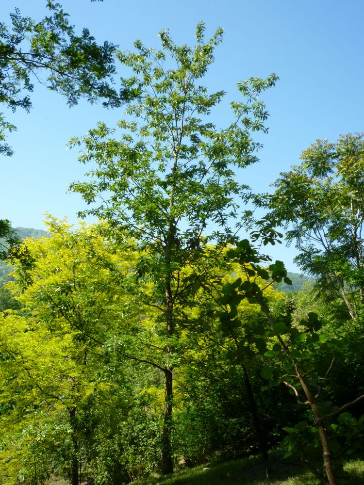 <i>Quercus variabilis</i> (Chinese kurkeik) <i>Quercus variabilis</i> (Chinese kurkeik)