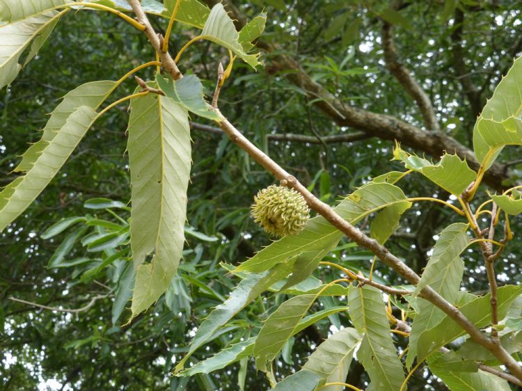 Het blad van <i>Quercus variabilis</i> Het blad van <i>Quercus variabilis</i>