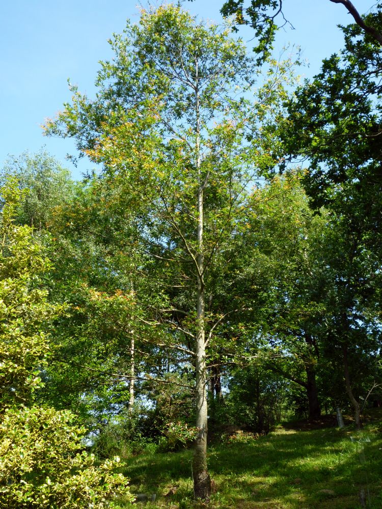 <i>Quercus affinis</i> <i>Quercus affinis</i>