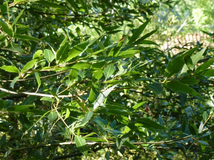 Het later in het seizoen rood uitlopende blad is een absolute blikvanger Het later in het seizoen rood uitlopende blad is een absolute blikvanger