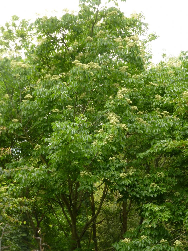 <i>Tetradium daniellii</i> (bijenboom) <i>Tetradium daniellii</i> (bijenboom)