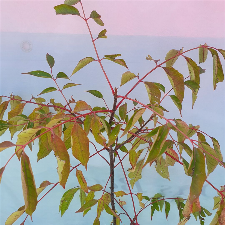 Blad van de bijenboom Blad van de bijenboom