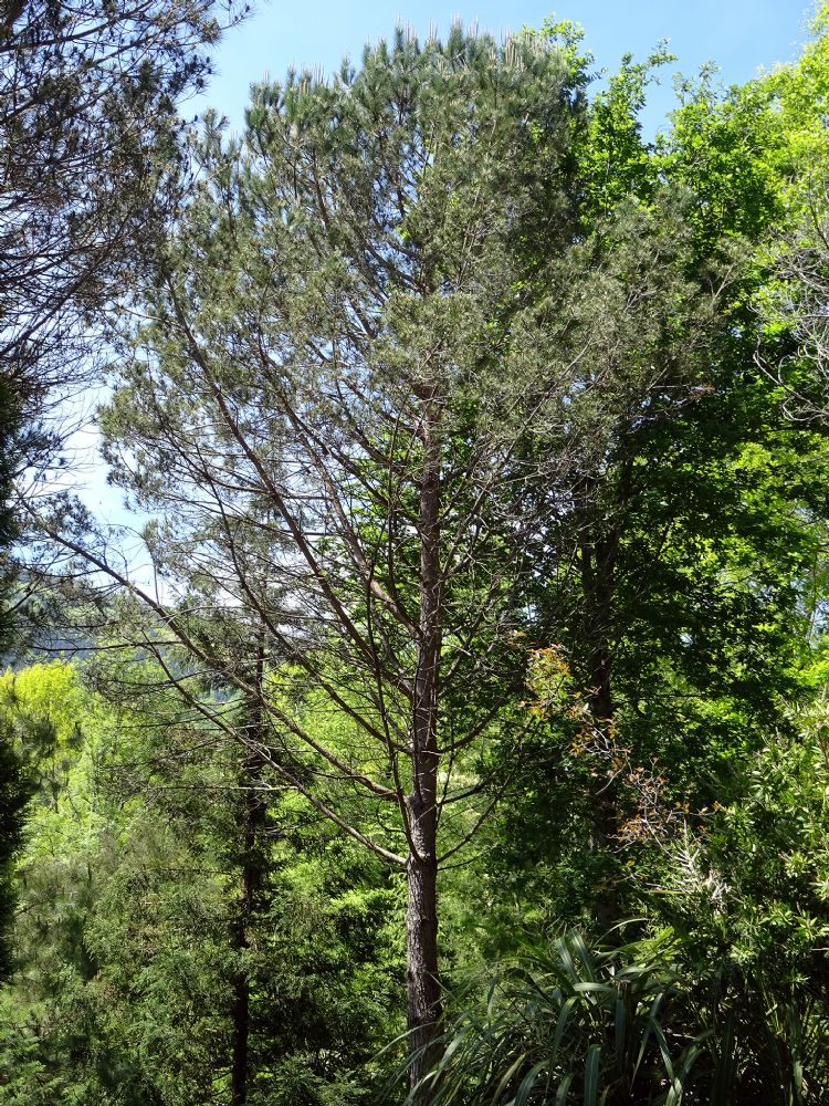 De jonge pijnboom is bolvormig en krijgt later de karakteristieke parasolvorm De jonge pijnboom is bolvormig en krijgt later de karakteristieke parasolvorm