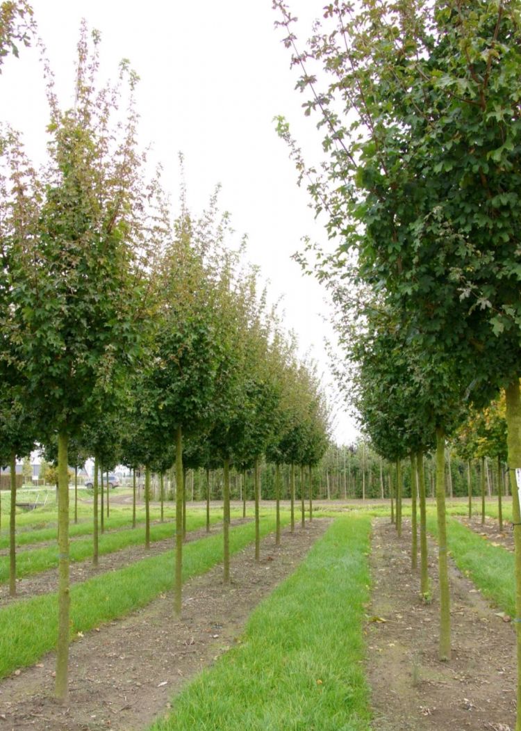 <i>Acer campestre</i> 'Elsrijk' <i>Acer campestre</i> 'Elsrijk'