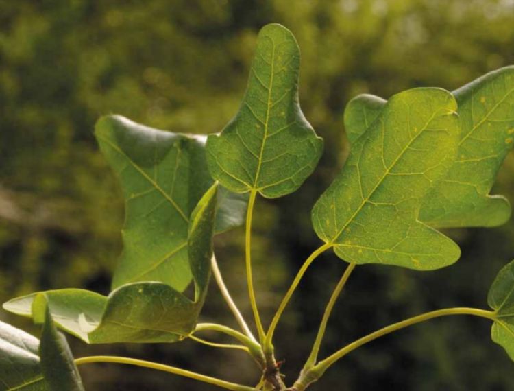 <i>Acer monspessulanum</i> <i>Acer monspessulanum</i>