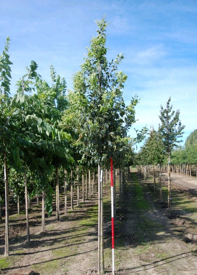 <i>Celtis australis</i> <i>Celtis australis</i>