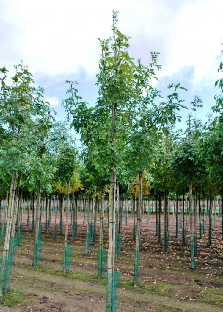 <i>Fraxinus ornus</i> <i>Fraxinus ornus</i>