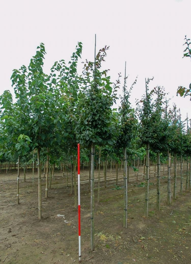 <i>Parrotia persica</i> <i>Parrotia persica</i>