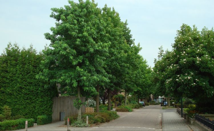 <i>Liquidambar styraciflua</i> 'Worplesdon' <i>Liquidambar styraciflua</i> 'Worplesdon'