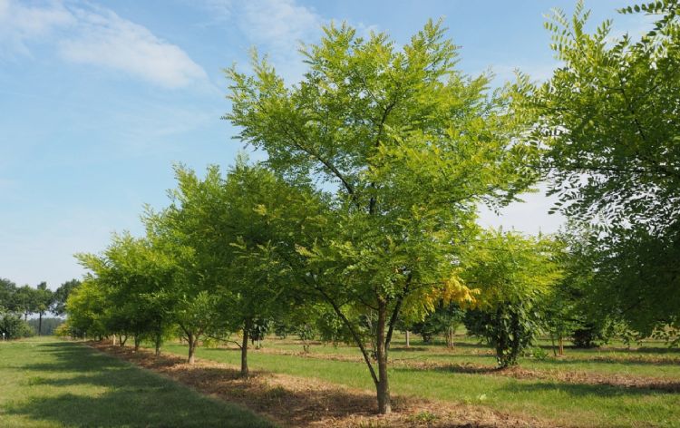 <i>Styphnolobium japonicum</i> <i>Styphnolobium japonicum</i>