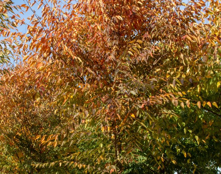 <i>Zelkova serrata</i> <i>Zelkova serrata</i>