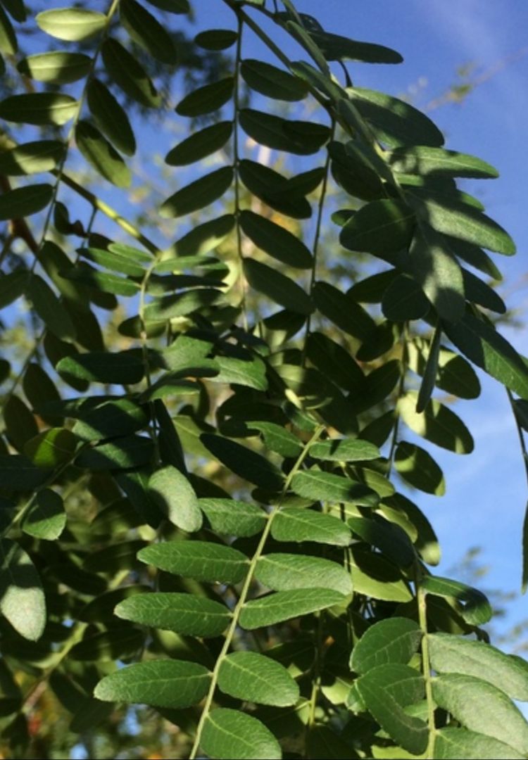 <i>Gleditsia triacanthos</i> 'Street Keeper' <i>Gleditsia triacanthos</i> 'Street Keeper'