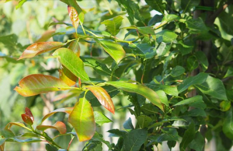 <i>Nyssa sylvatica</i> 'Wildfire' <i>Nyssa sylvatica</i> 'Wildfire'