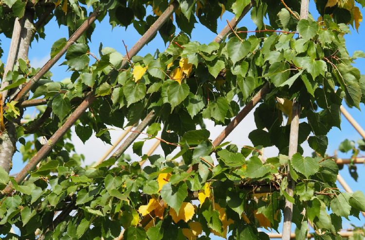 <i>Tilia mongolica</i> 'Buda' <i>Tilia mongolica</i> 'Buda'