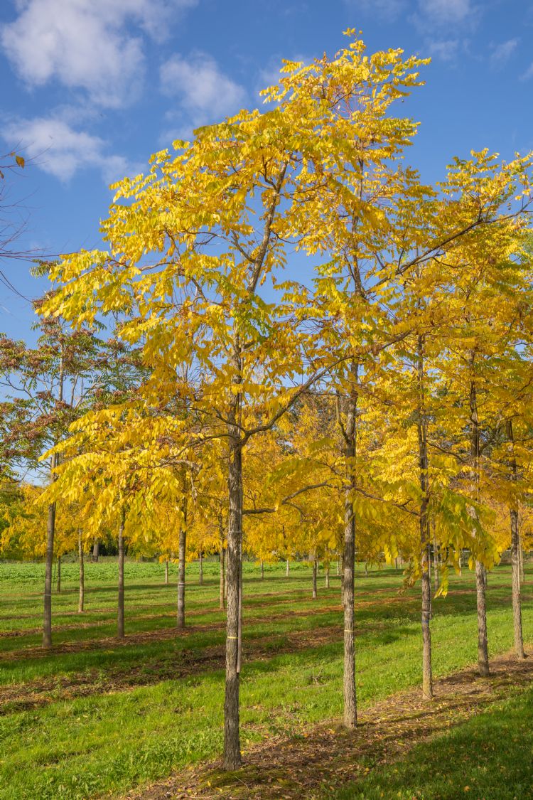 <i>Gymnocladus dioica</i> <i>Gymnocladus dioica</i>