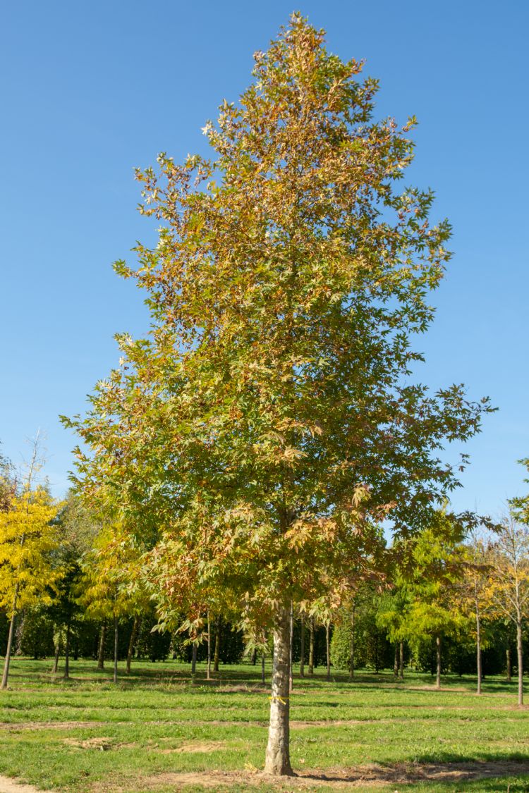 <i>Platanus orientalis</i> 'Minaret' <i>Platanus orientalis</i> 'Minaret'