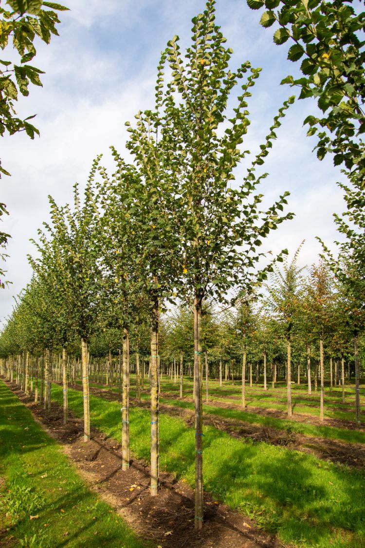 <i>Ulmus</i> 'Plantijn' <i>Ulmus</i> 'Plantijn'