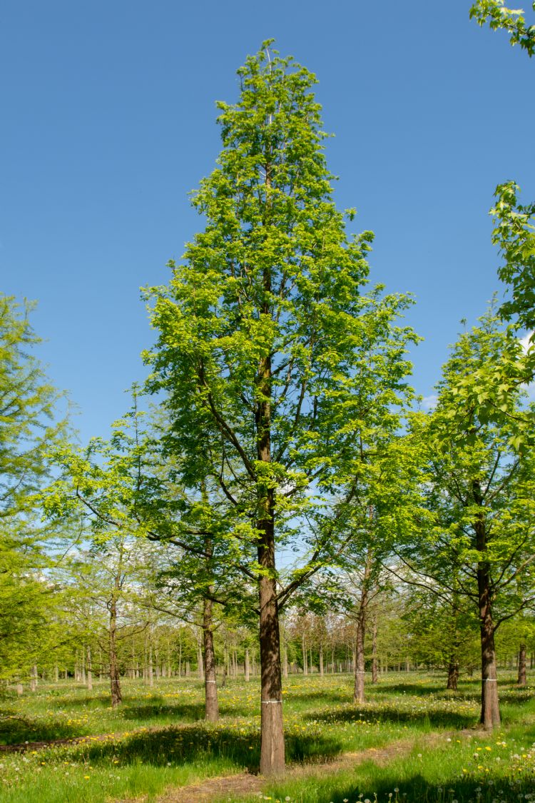 <i>Metasequoia glyptostroboides</i> <i>Metasequoia glyptostroboides</i>