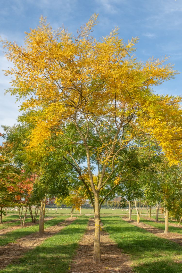 <i>Styphnolobium japonicum</i> <i>Styphnolobium japonicum</i>