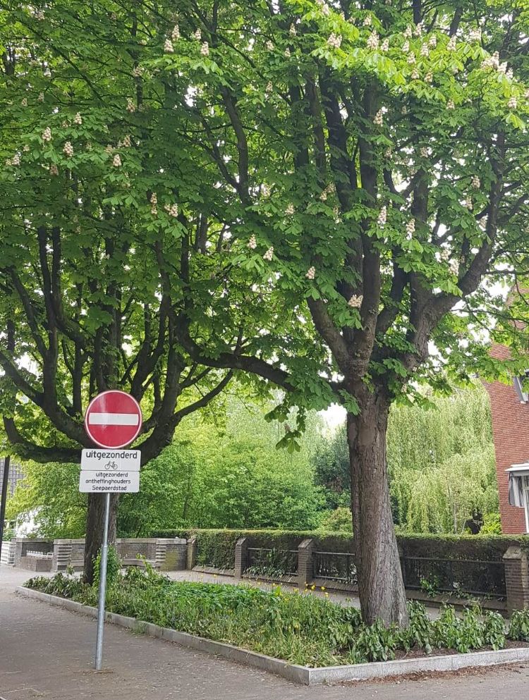 Eindhoven, Parklaan Eindhoven, Parklaan