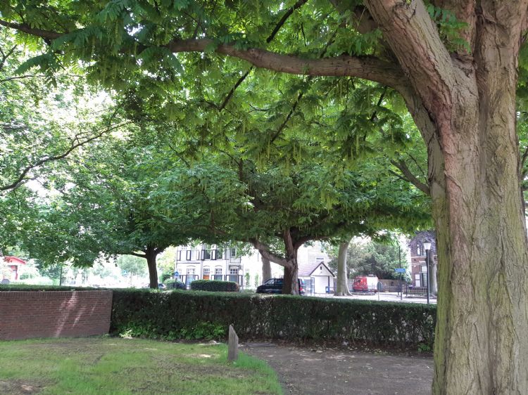 Kaukasische vleugelnoten op het Verploegh Chasséplein Kaukasische vleugelnoten op het Verploegh Chasséplein
