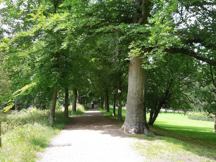 Beukenlaan met risico op zonnebrand Beukenlaan met risico op zonnebrand