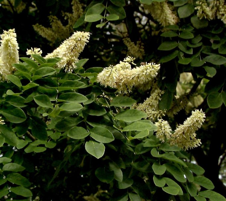 <i>Maackia amurensis</i>, blad en bloeiwijze