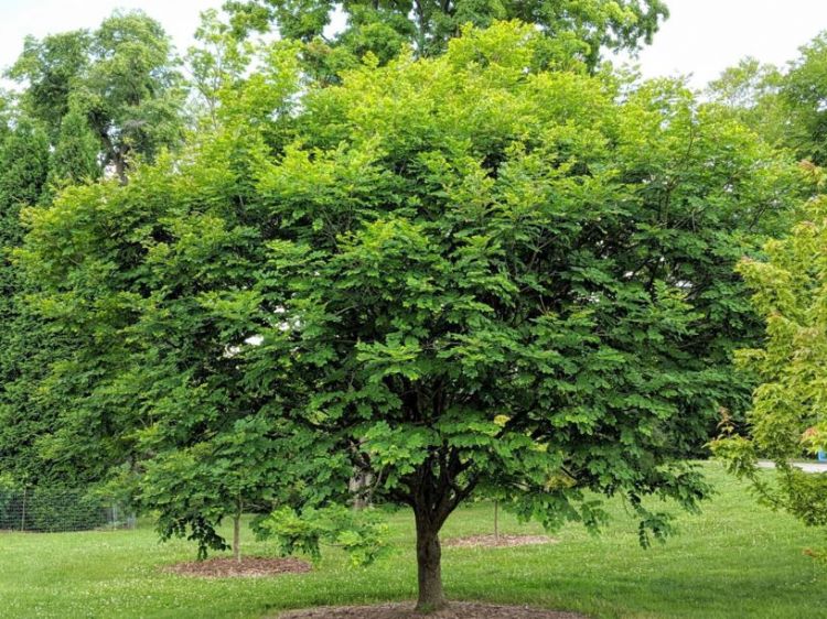 <i>Maackia amurensis</i> 'Stardust', jonge boom <i>Maackia amurensis</i> 'Stardust', jonge boom