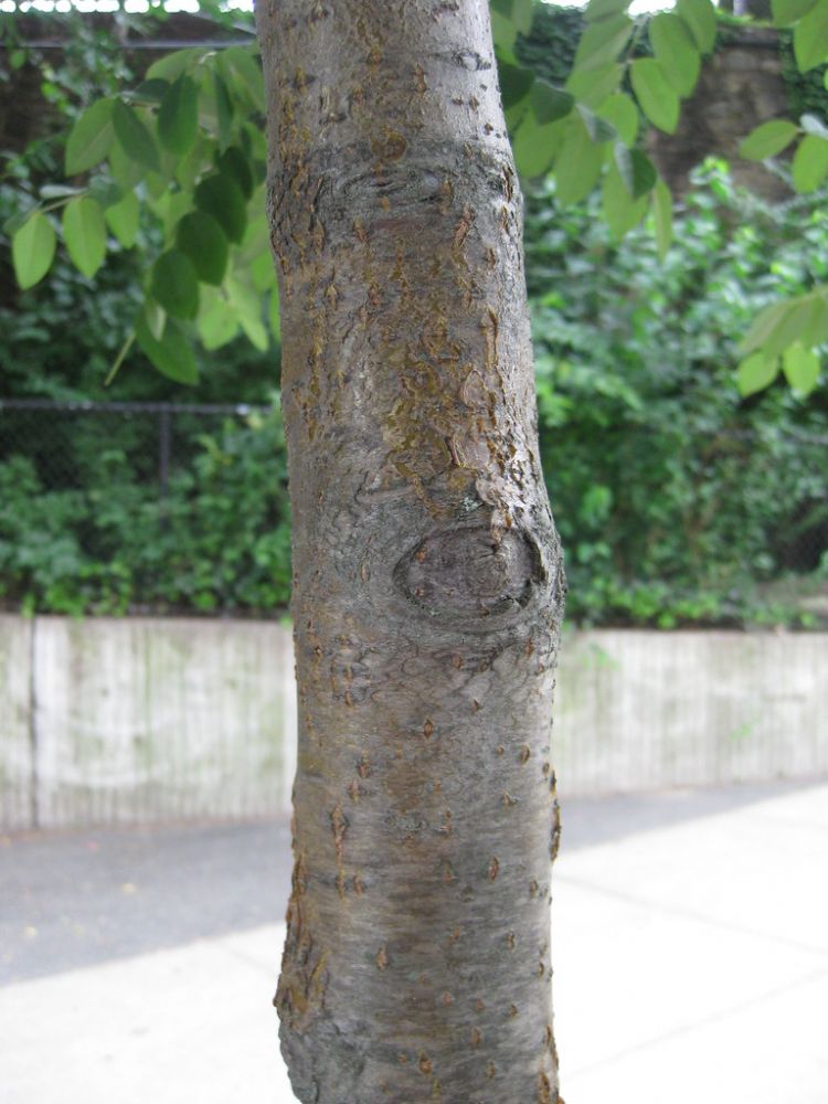 <i>M. chinensis</i>, stamschors <i>M. chinensis</i>, stamschors