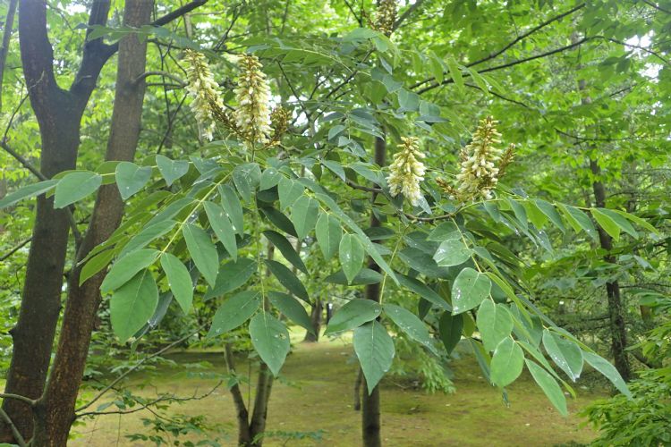 <i>Maackia hupehensis</i>, blad en bloem <i>Maackia hupehensis</i>, blad en bloem