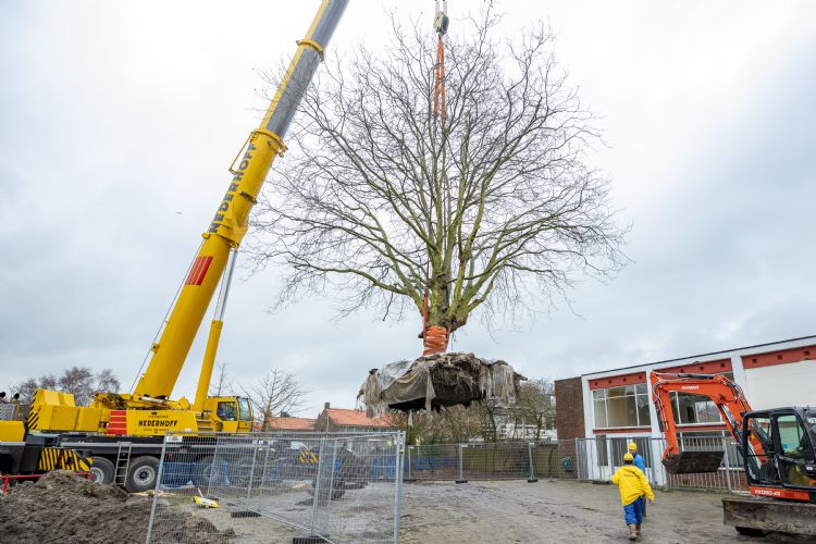 Twee platanen werden verplaatst door Zoontjens Boomprojecten uit Rosendaal, foto Rolf van Koppen Twee platanen werden verplaatst door Zoontjens Boomprojecten uit Rosendaal, foto Rolf van Koppen