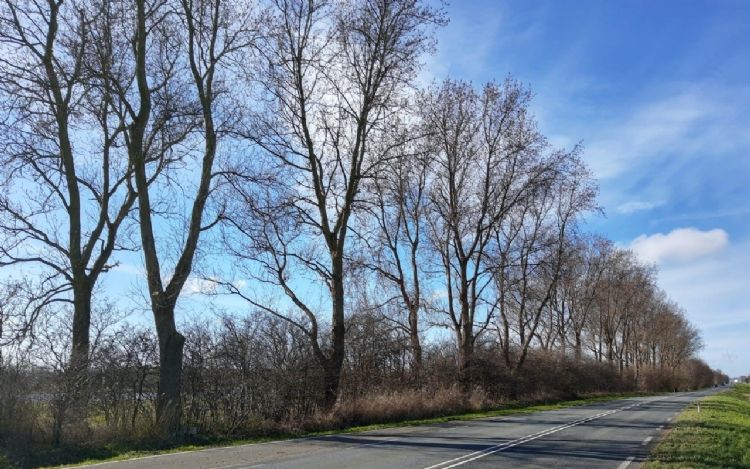 Voormalige populieren langs de N246. Foto: Rijkswaterstaat Voormalige populieren langs de N246. Foto: Rijkswaterstaat