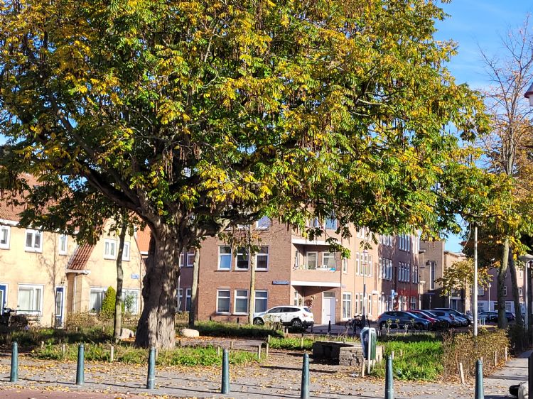 Oltmansplein impressie Oltmansplein impressie