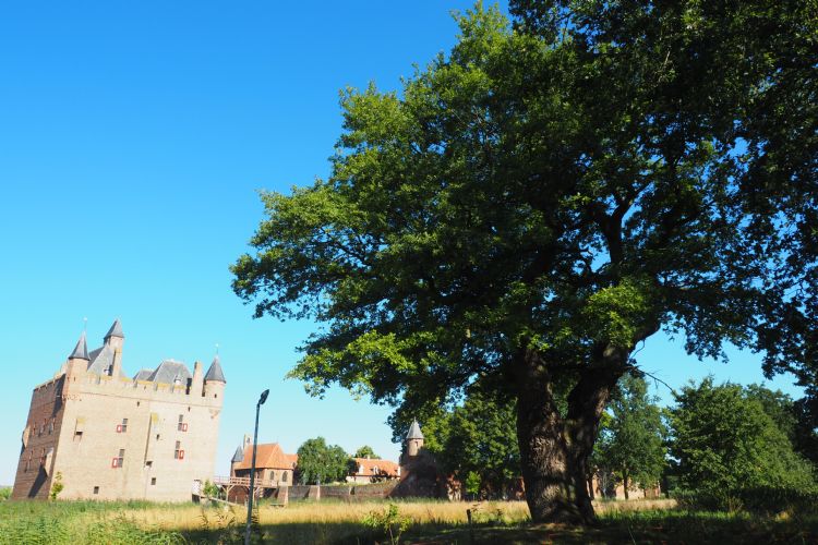 Zomereik in Doornenburg. De ogenschijnlijke levensfase komt niet overeen met de geschatte leeftijd van 570 jaar. Zomereik in Doornenburg. De ogenschijnlijke levensfase komt niet overeen met de geschatte leeftijd van 570 jaar.